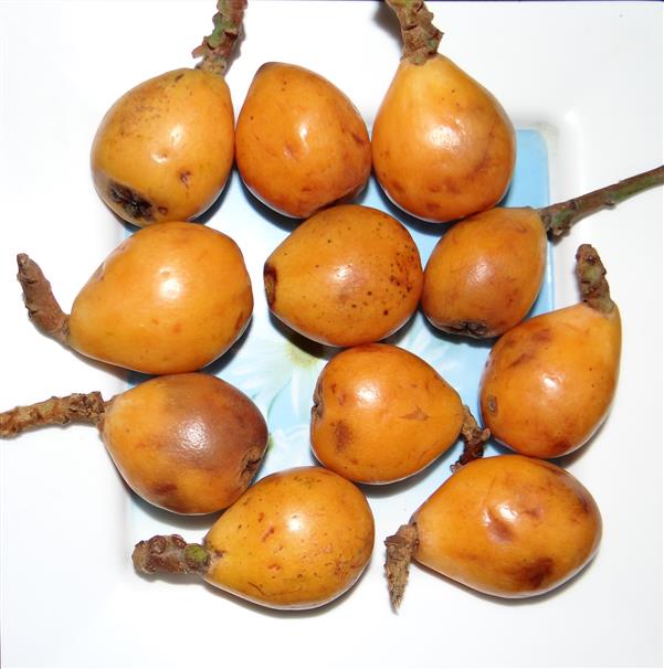Eriobotrya japonica